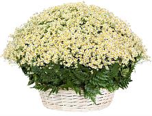 Цветочная композиция из Ромашки в корзине #REPLACE_PRED# Вырице